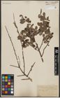 Foto von Salix aurita L.